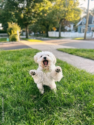 Havanese dog playing in yard with family. 