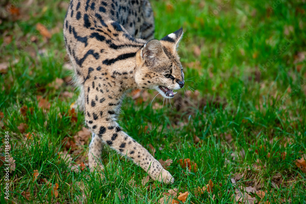 Obraz premium Snarling Serval in zoo