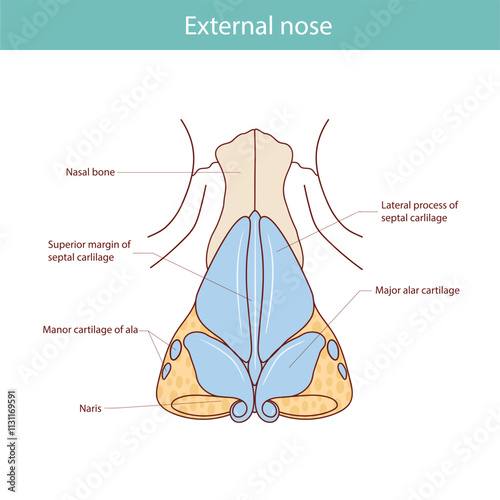 Cartilages of the external nose flat vector illustration