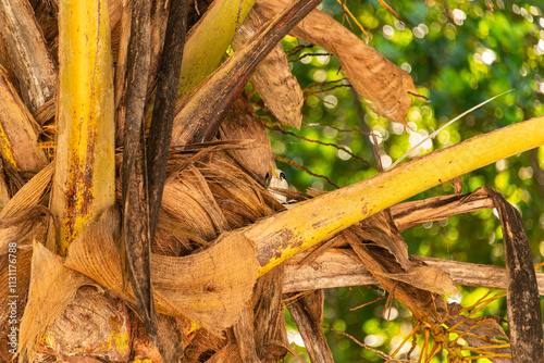 Beautiful White-tailed Tropicbird Hiding On Palm photo