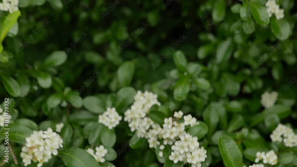Summer meadow with white flowers Conium Maculatum Or Poison Hemlock close-up Summer meadow with white flowers Conium Maculatum Or Poison Hemlock close-up