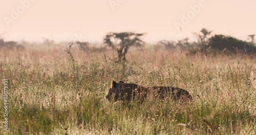 Extreme wide tracking shot of a lioness (Panthera leo) walking then breaking into a run in the plains of kenya during a dewy morning 