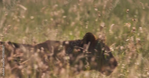 Close up tracking shot of a lioness' body (Panthera leo) alert to pursue prey during sunrise in the kenyan grassland