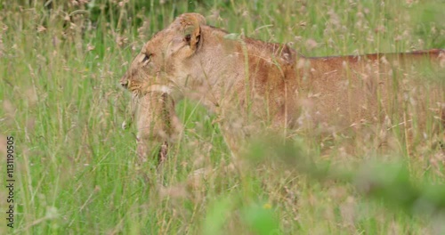 Wide shot of a lioness (Panthera leo) gripping the cub in the mouth with tender care as it surveys the plain in kenya at morning photo