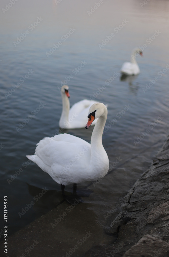 Fototapeta premium White swan on the water
