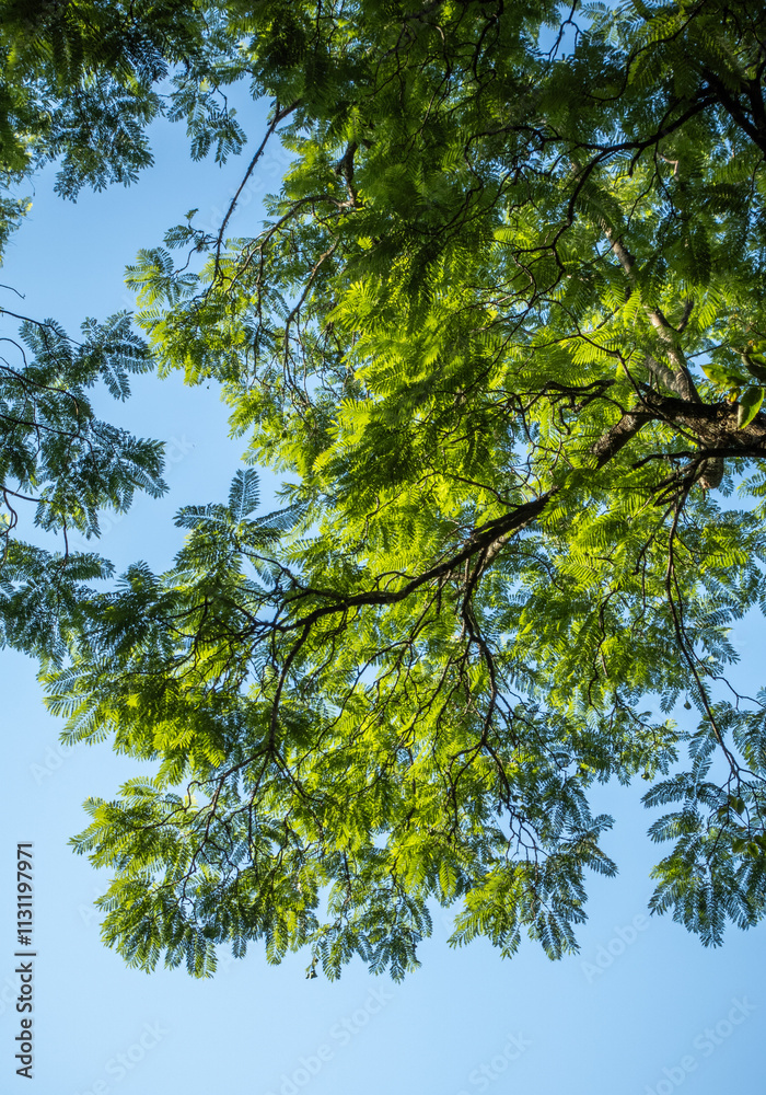 Obraz premium Looking up Through Tree Branches and Green Leaves to Bright Blue Sky