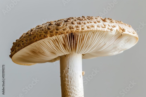 The Enchanted Forest. A mesmerizing display of nature's wonders photo