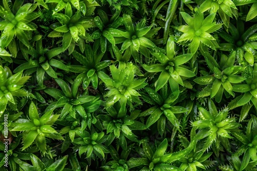 Diverse Flora in a Vibrant Garden. Lush greenery with blooming flowers concept