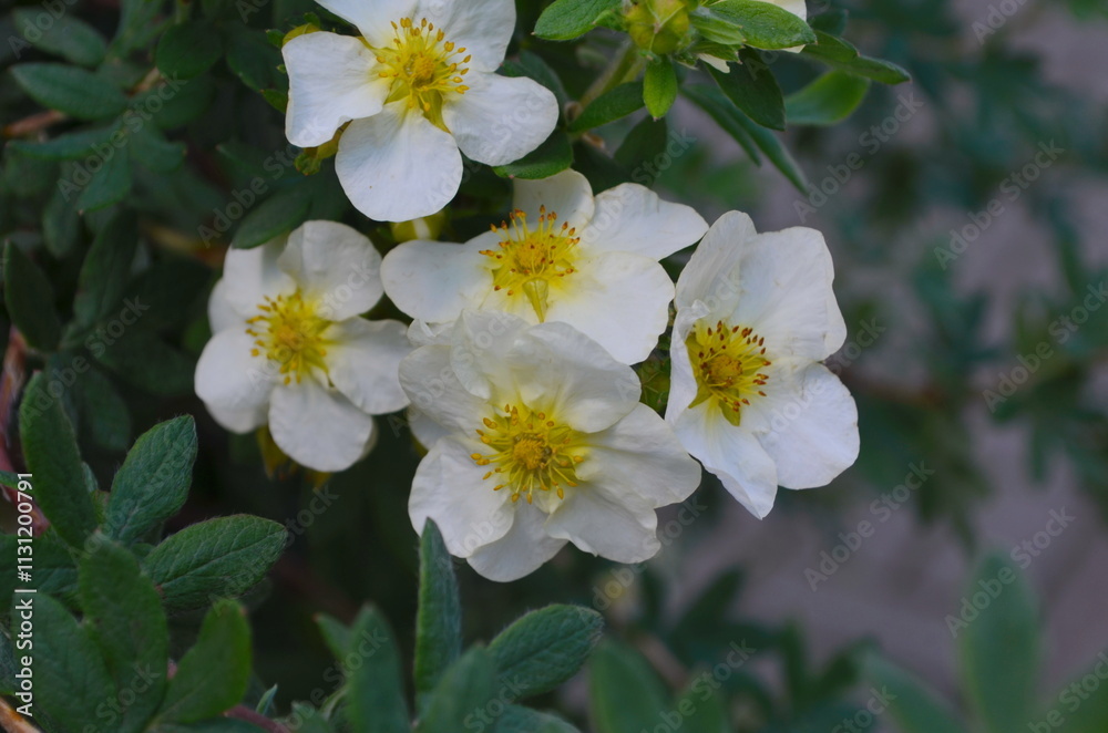 Fototapeta premium White anemone flowers in garden. Japan Autumn Anemone 'Honorine Jobert' white flowering plant, close up macro. Windflower, Japanese anemone, or white thimble flower with yellow middle