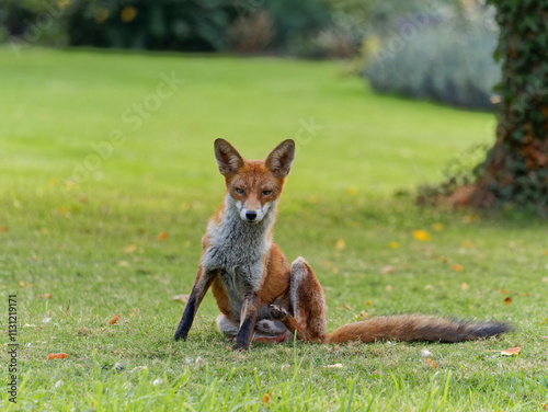 Wild fox resting on lawn looking at viewer