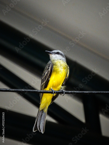 Tyrannus Albogularis photo