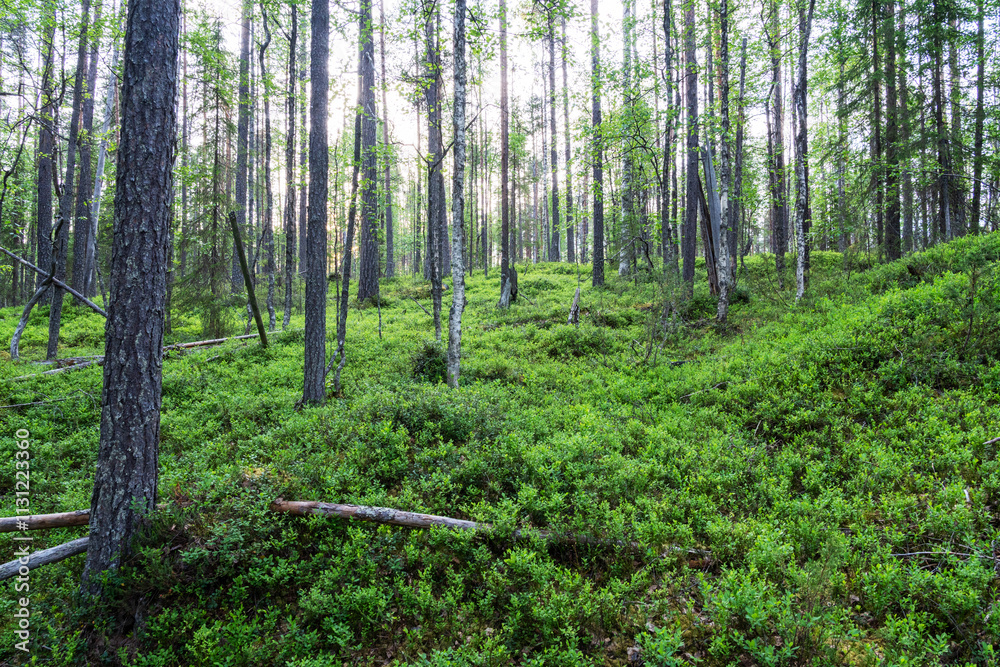 Obraz premium Beautiful old-growth Pine grove with green and lush forest floor in Oulanka National Park, Northern Finland