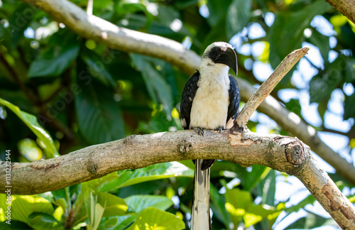 The Von der Decken's hornbill (Tockus deckeni) photo