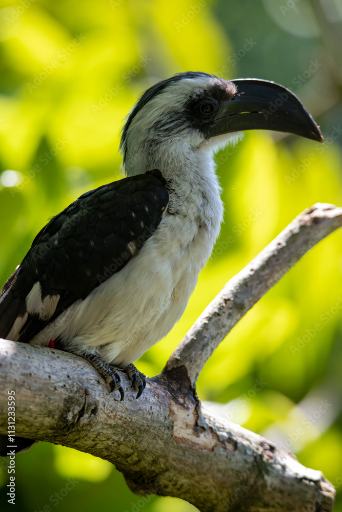 Obraz premium The Von der Decken's hornbill (Tockus deckeni)