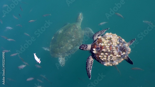 Żółwie morskie Oman (Turtles)