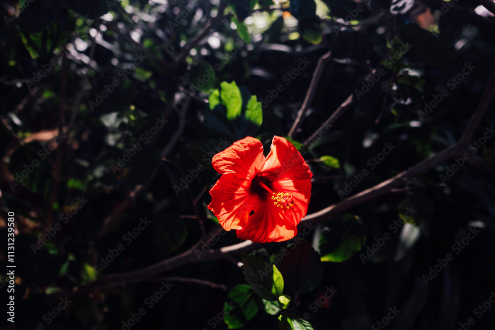Obraz premium A wonderful red Hibiscus flower in a garden in La Orotava