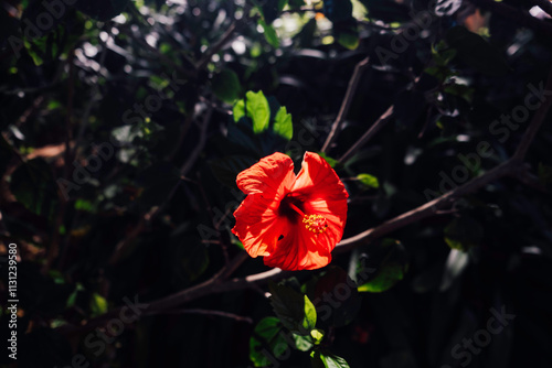 A wonderful red Hibiscus flower in a garden in La Orotava