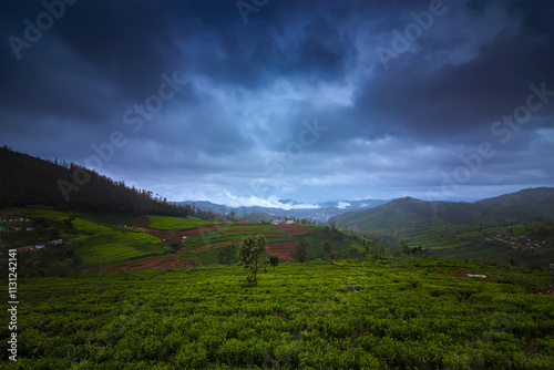 Nature background green environment -Tea Garden at Kotagiri hill India. photo