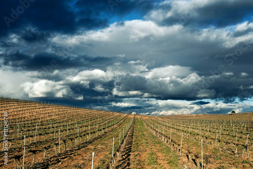 Viñedo  de Rueda (Valladolid) en invierno photo