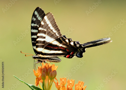 Zebra Swallowtail on butterfly weed milkweed in the summer. photo