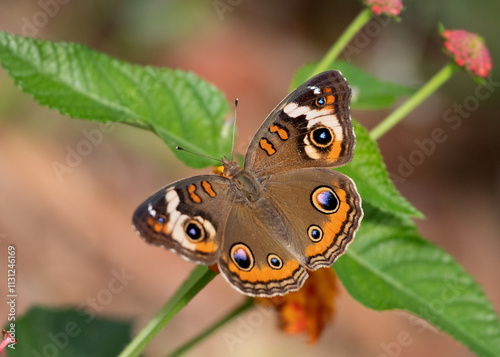 Common Buckeye butterfly on lantana flowering plant in the garden