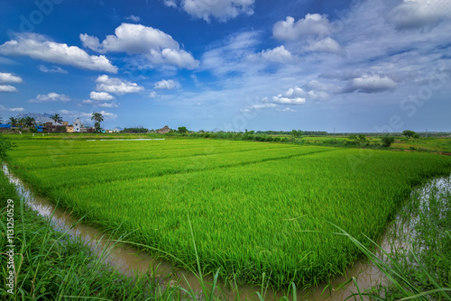 Canvas Print Beautiful agricultural landscapes in Kanyakumari, Tamil Nadu, India