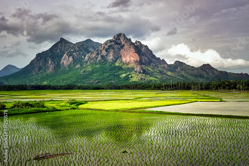 Beautiful agricultural landscapes in Kanyakumari, Tamil Nadu, India. photo