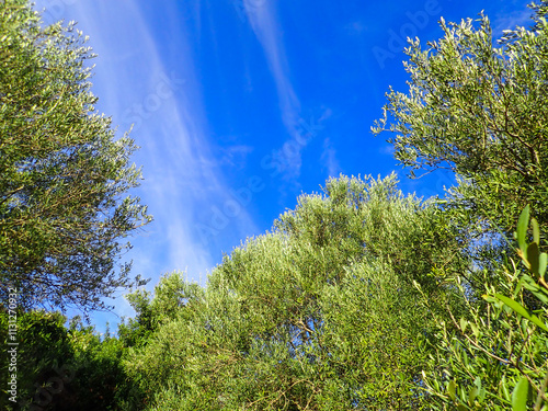 Olive tree branches with beautiful natural light and blue sky in background. Olive leaves blooming. Space for text, oil extraction process, olive tree leafs, Harvesting olives in Jijel Algeria Africa. photo