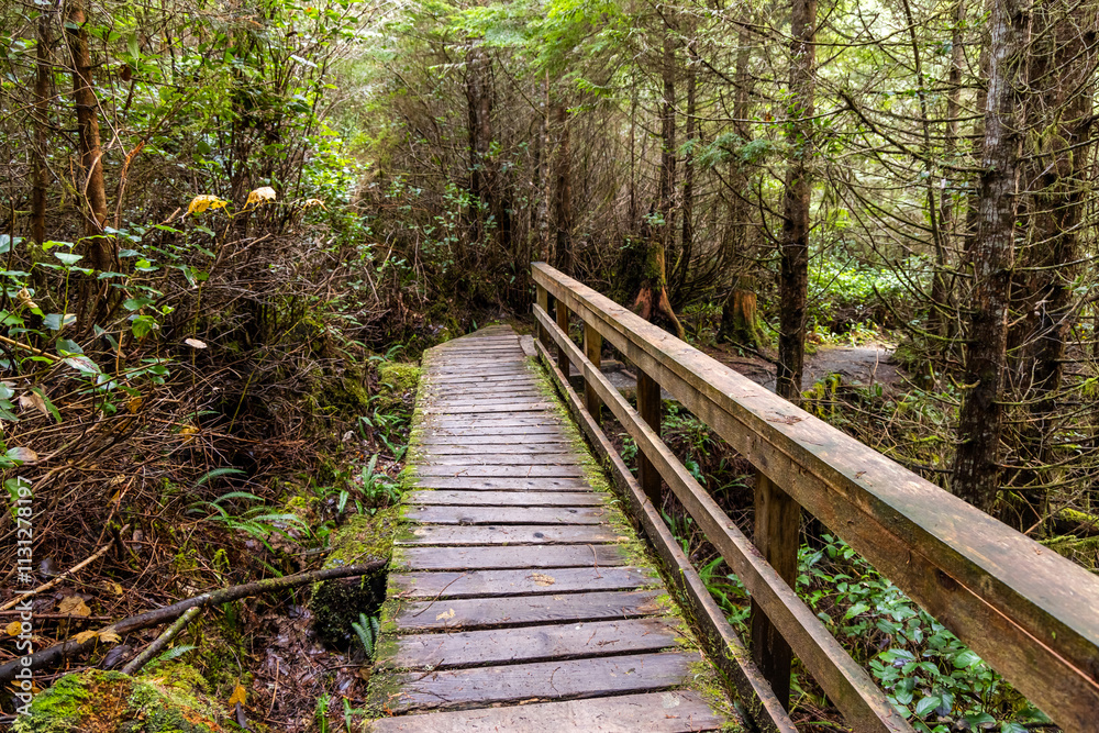 Fototapeta premium Wooden Boardwalk Through Lush Forest in Vancouver Island, Canada