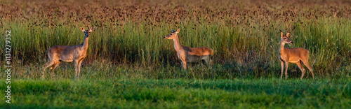 White-tailed Deer in the setting sunlight