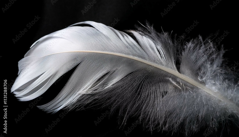 Obraz premium feather on black