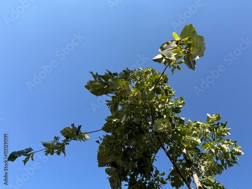 Tilia cordata leaves and flowers growing on tree branches. Young leaves of an American basswood tree, Tilia Americana. Tilia Americana nova. Large-leaved American linden, Fragrant linden. photo