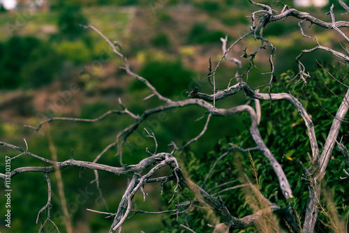 Spooky tree