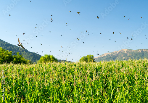 Close up photo of pack of birds flying over corn field. concept of corn harvest bird invasion.