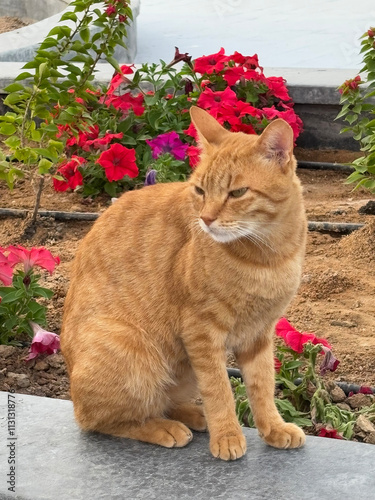 A ginger cat sits against a background of pink flowers.