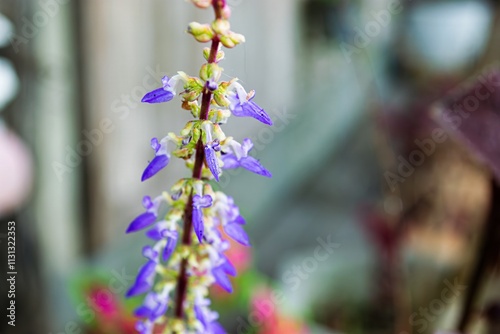Vibrant Woolly Plectranthus (Coleus barbatus) Plant Known for Its Lush Green Foliage and Aromatic Qualities