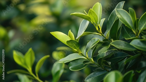 Vibrant close-up of lush green foliage showcasing intricate leaf patterns and textures in natural sunlight. Perfect for nature-themed projects. photo