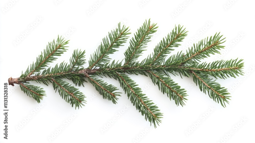 Obraz premium Christmas tree branch with fresh green needles isolated on white background for festive decoration and seasonal themes.