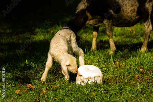 Junges Schaf riecht neben den Engpass Partnachklamm in Deutschland photo