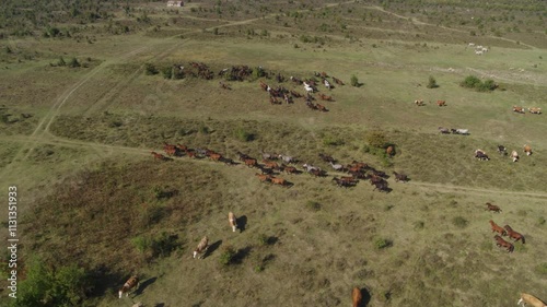 Aerial view on herd of wild horses running on the grass field