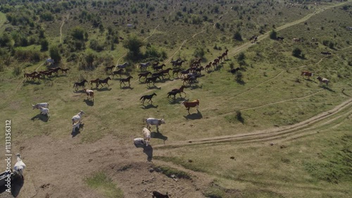 Aerial view on herd of wild horses running on the grass field