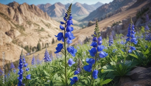 Aconitum napellus flowers in a mountain valley, greenery, alpine garden photo