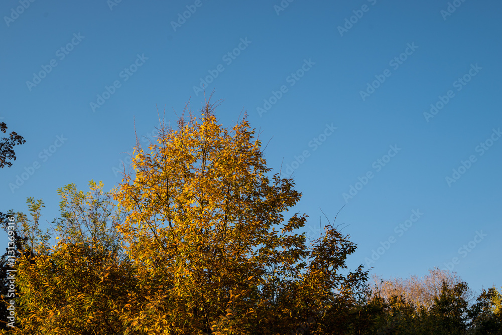 Fototapeta premium Nature--.