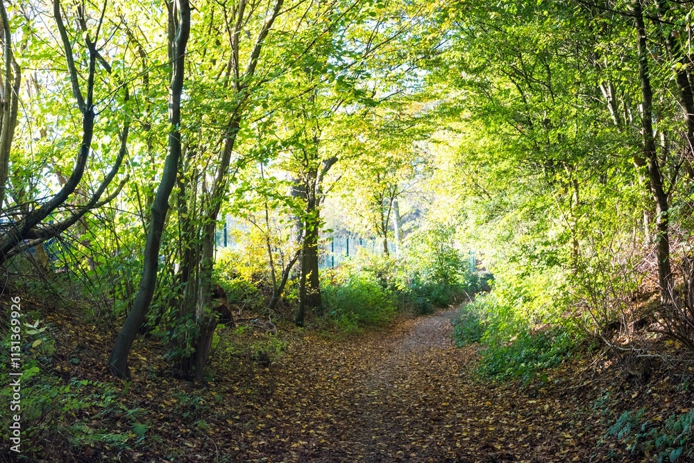 Fototapeta premium Nature--.