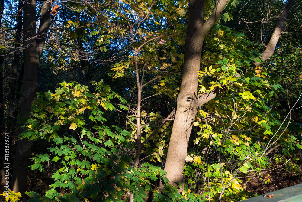 Obraz premium trees in the park