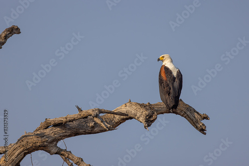 Cuadro en lienzo Botswana