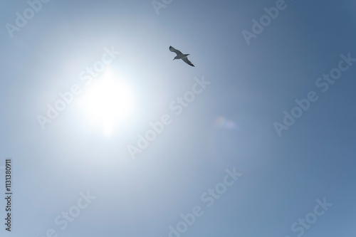 Single seagull flying under bright sun in clear blue sky photo