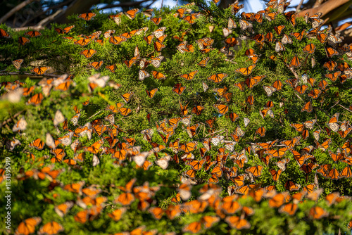 A lot of Monarch butterflies (Danaus plexippus) on a pine tree. Migrating Monarch butterflies.
