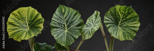 Alocasia gageana Albo Variegated stem cuttings , alocasia gageana albo variegata, plant propagation methods photo