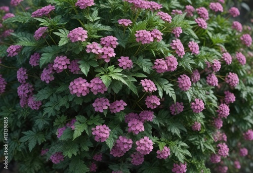 Wallpaper Mural Densely packed umbrella-shaped inflorescence of Aegopodium in a shaded area, bloom, botanical, aegopodium Torontodigital.ca